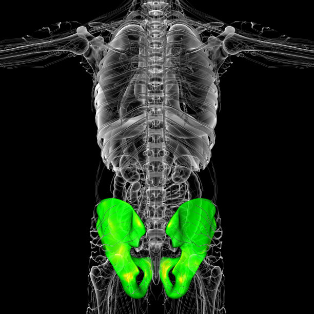 骨盆骨的3D医学插图图片下载