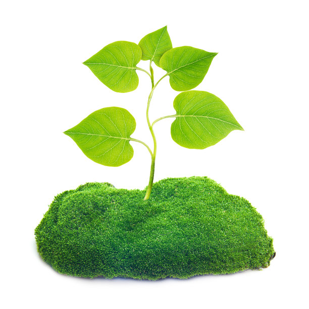 把树种在地里。图片下载