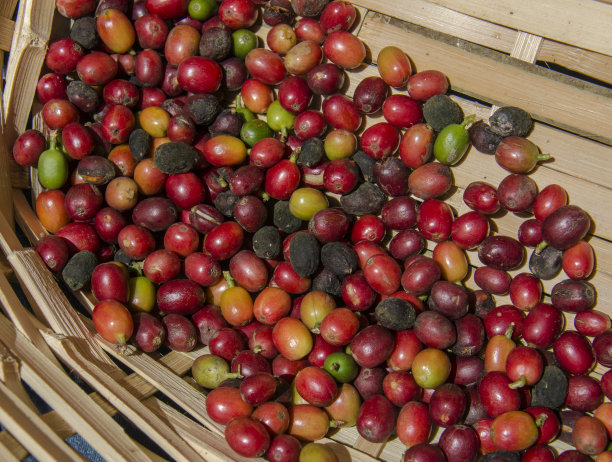 咖啡收成三世图片下载