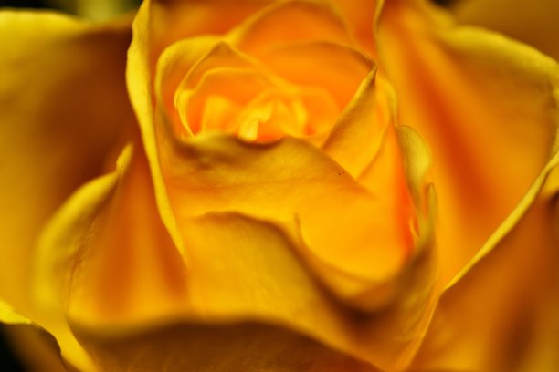 黄色玫瑰特写图片下载