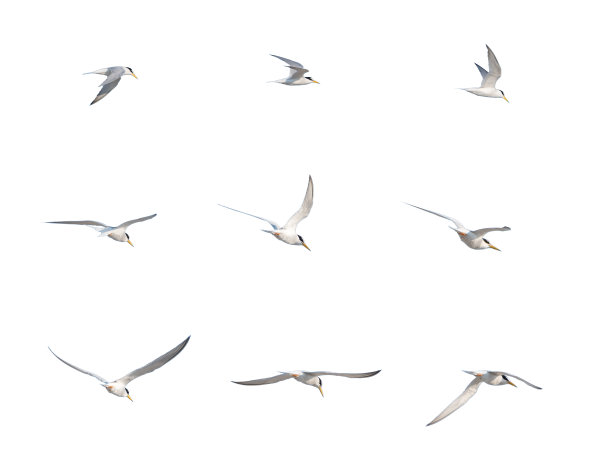 鸟儿在白色背景上孤立地飞翔图片下载