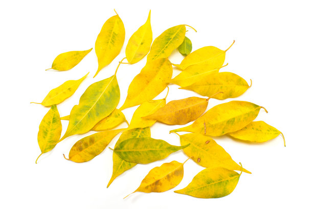 黄秋叶孤立图片下载