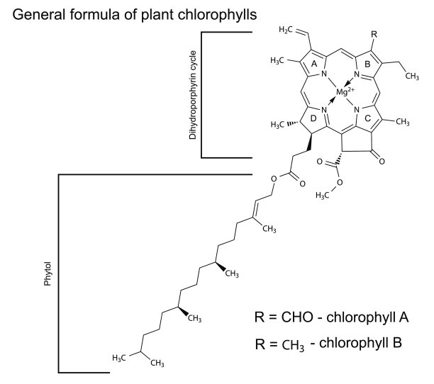 植物叶绿素分子的一般结构化学式图片下载