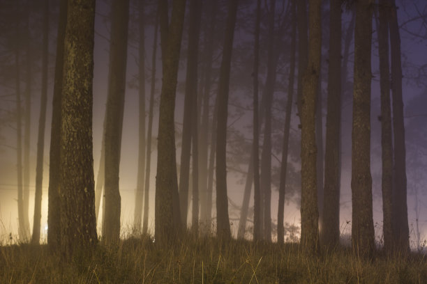 树木森林在深雾的夜晚。图片下载