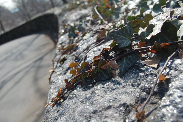 英语常青藤图片下载