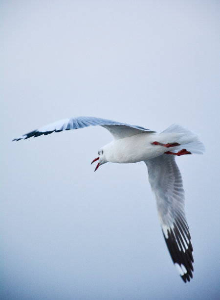 会飞的鸟图片下载