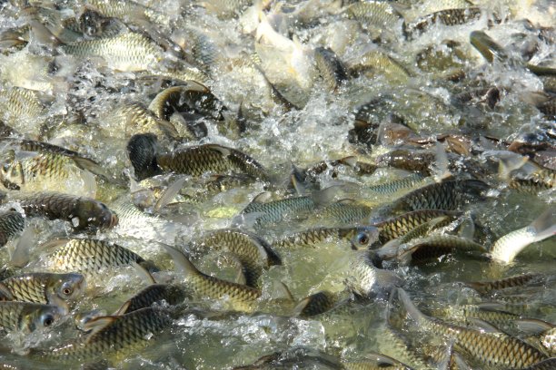 教育的鱼图片下载