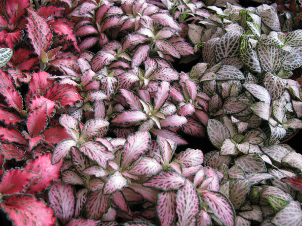 园林植物的背景图片下载