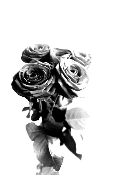 黑玫瑰和白玫瑰图片下载