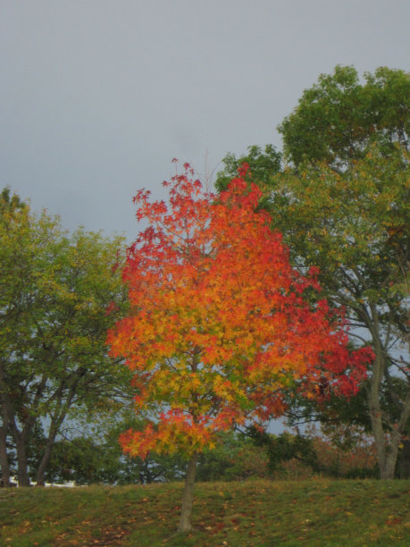 阿迪朗达克红色的树图片下载