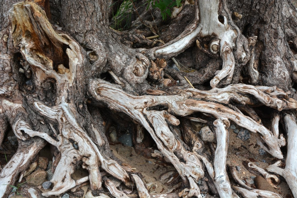 树根图片下载