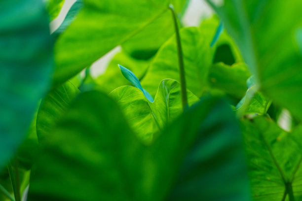 芋头植物背景图片下载