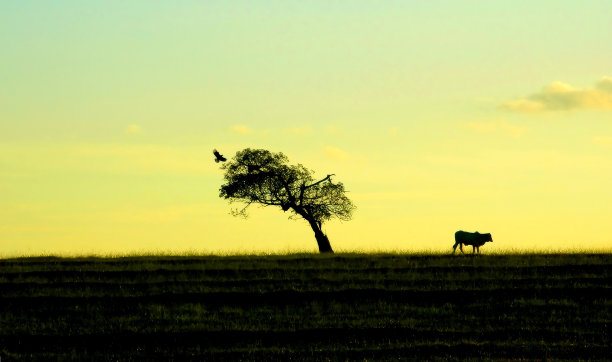 树,牛和鸟图片下载