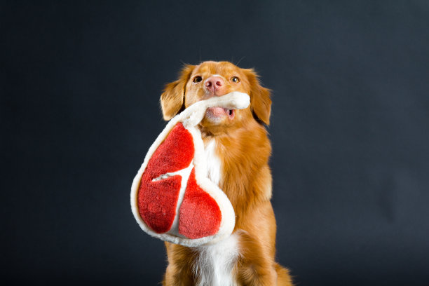 狗拿着一块肉图片下载