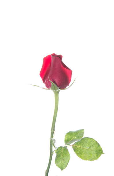 孤立在白色背景上的红玫瑰。图片下载