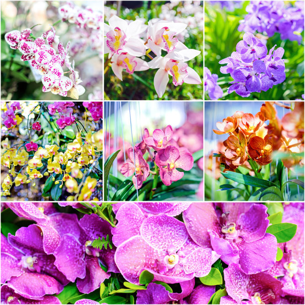 美丽的兰花拼贴画图片下载