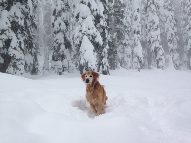 雪中的金色图片下载