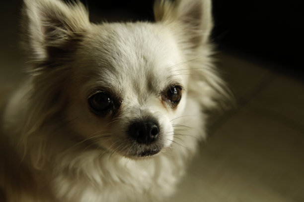 狗漂亮的动物图片下载