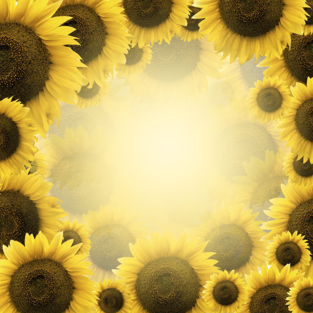 向日葵图片下载