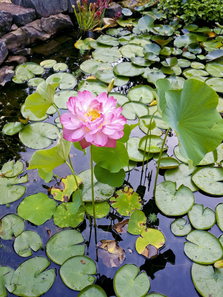 粉红色的荷花在水上花园图片下载