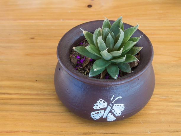 小植物在陶罐，木制背景图片下载