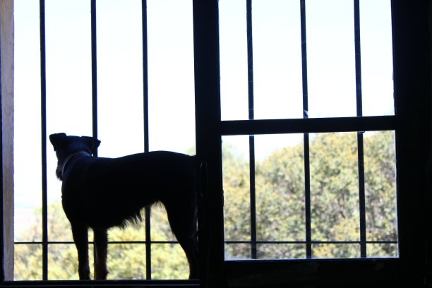 狗的肖像形状阴影光线窗口栏图片下载