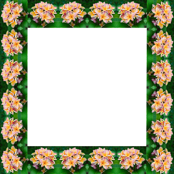 鸡蛋花花框架图片下载