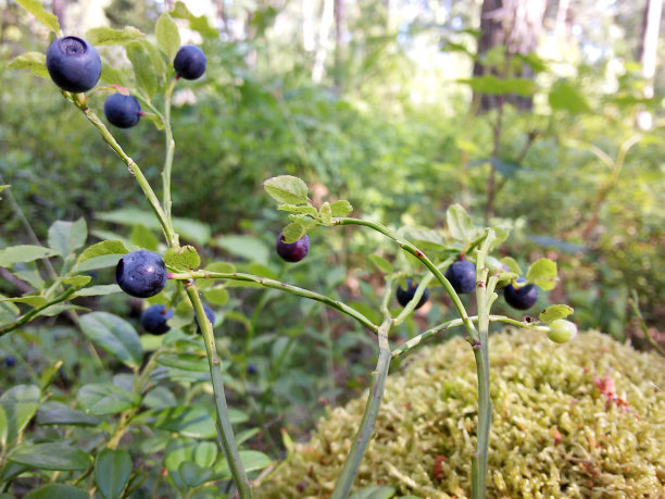 野生蓝莓图片下载