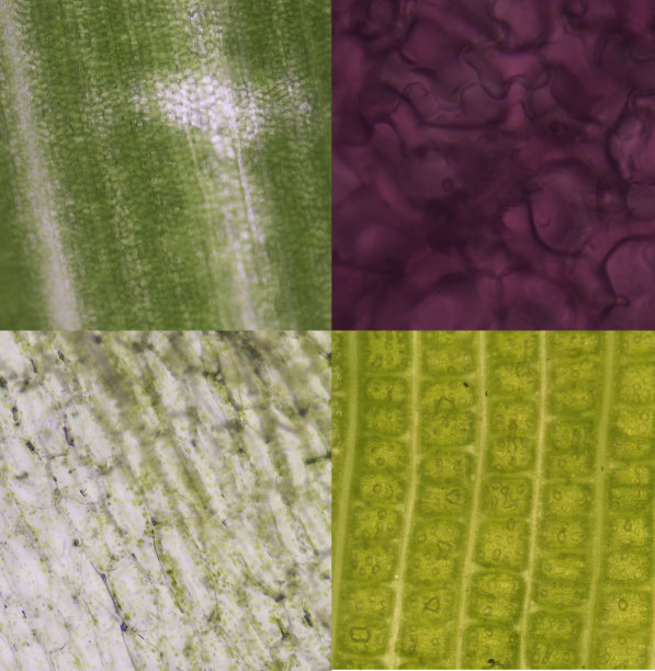 植物细胞融合图片下载