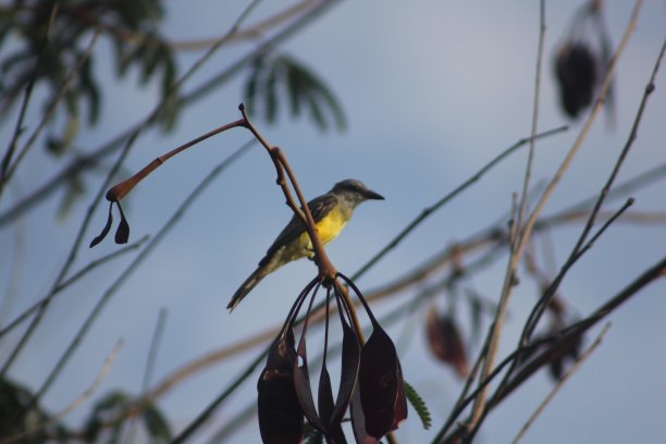 四肢上的黄鸟，黑人，亚马逊，巴西图片下载