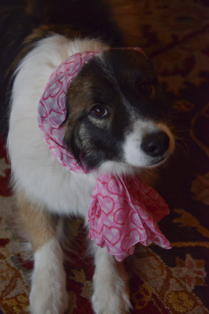 戴着粉色头巾的狗图片下载