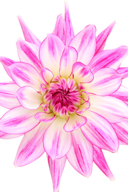 淡紫色的影子图片下载