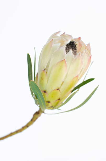 白色的山龙眼图片下载