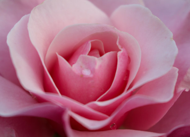 近距离的美丽的粉红色玫瑰背景。图片下载