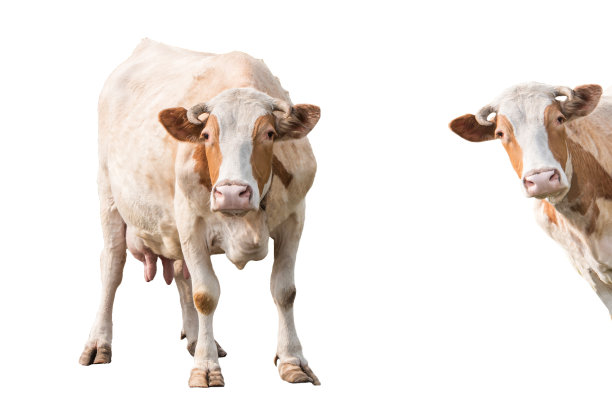 奶牛孤立在白色背景上图片下载
