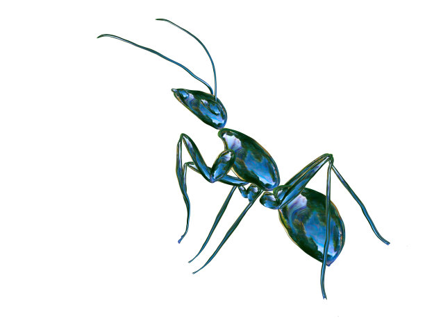 美丽的玻璃蚂蚁在白色的背景图片下载