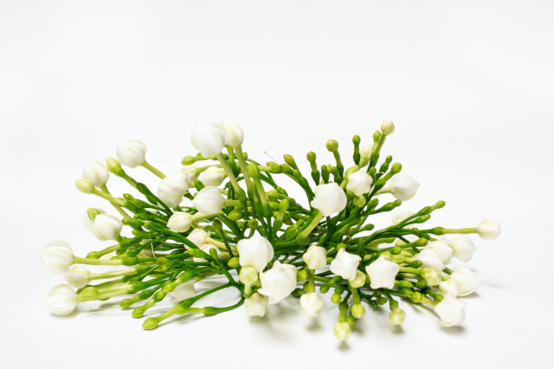 美丽的白色花束，含苞待放的栀子花图片下载
