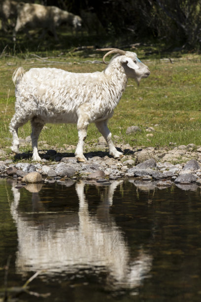 河湾边的野羊。图片下载