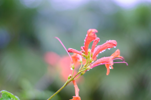 红色的花图片下载