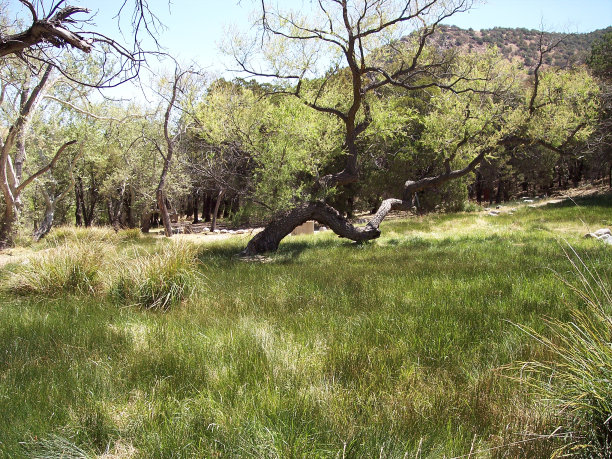 绿色的沙漠图片下载