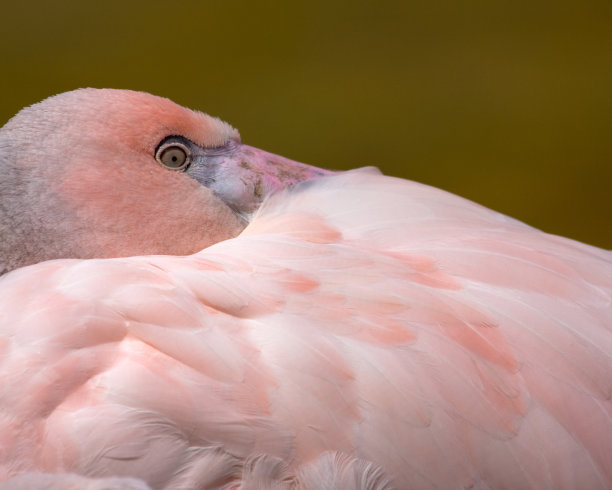 火烈鸟图片下载