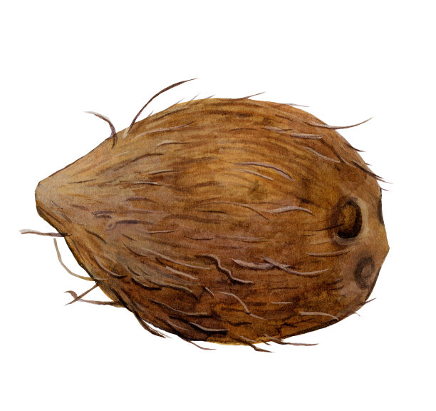 成熟的水彩椰子插图。图片下载