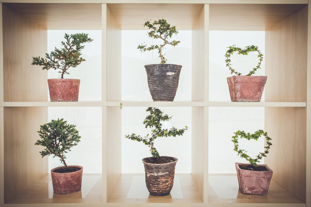 木架上的盆景树图片下载