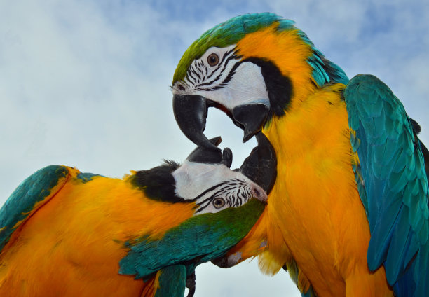 两只蓝色和金色的金刚鹦鹉图片下载