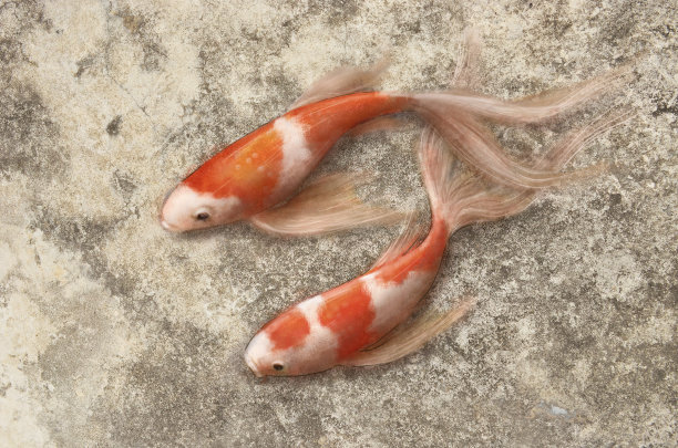 在墙上画一条鱼图片下载