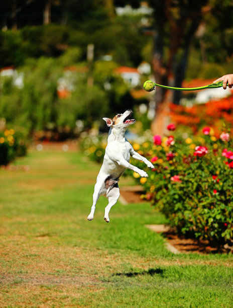 小猎犬为球跳得很高图片下载