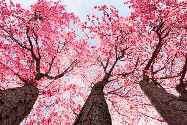 春天树开花图片下载