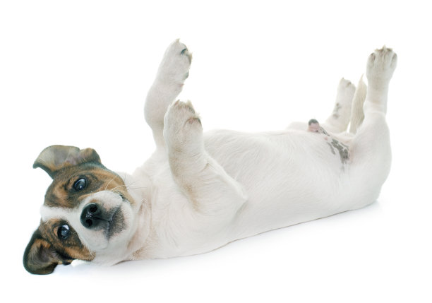 小狗杰克罗素梗图片下载