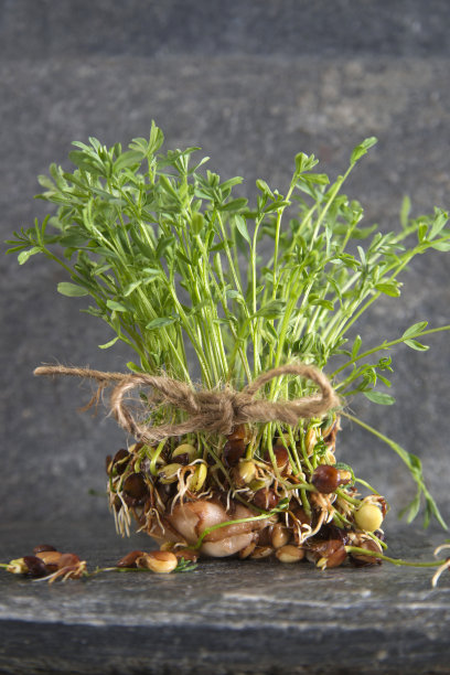 小扁豆豆芽图片下载