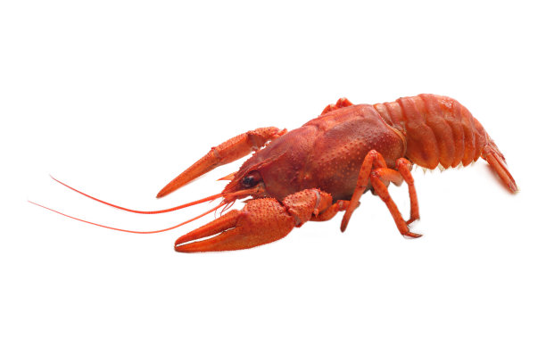 白底煮小龙虾。图片下载